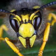 One Trillion Wasps