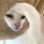 spooky cat aberrant