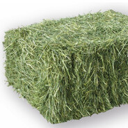 botirshoT - steam id 76561199100473747