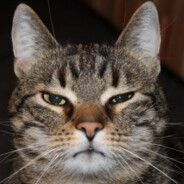 catyouknow