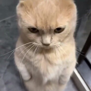 黑框眼鏡重度依賴