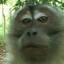 MONKEY KING