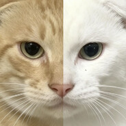 不爱哈气（圆头版）