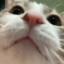 성헌