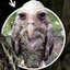 borb