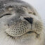 Sir Happy Seal