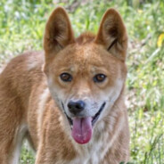 Dingo