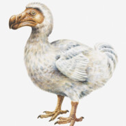 Dodo