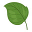 ONE SINGULAR LEAF