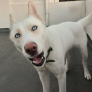 Nymeria
