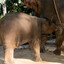 Elephantmilker