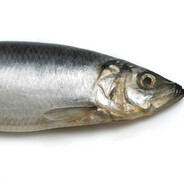 НАдЯгаШиш#SUNFIRE