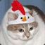 fat cat in a chicken hat