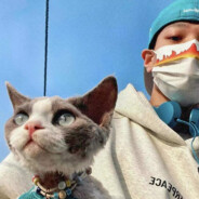 压的住ak压不住她