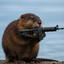 Muskrat