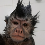 Macaquinho