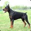 DoBeRmAn