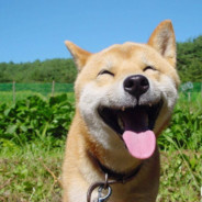 Happydog