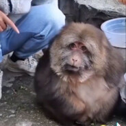 神龙大侠