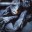 GRAYFOX