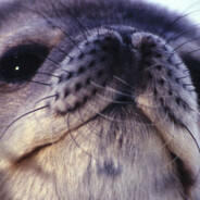 Seal