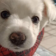 发呆的精致地瓜