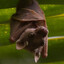 The Fruitiest Bat