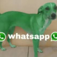 Whatsapp dawg