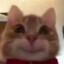 快乐的小猫