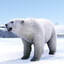 polar bear