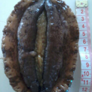 她说她是晒黑的