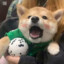 俄罗斯大狗熊