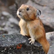 "Библиотекарь..."