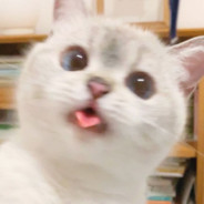 Meow meow