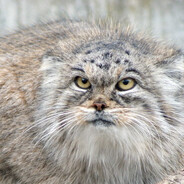 Pallas Kedi