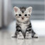 CatraMoon