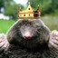 Baron von Burrow