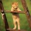 Kitten on a Ladder