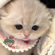 悲伤巧克力奶油吱吱鼠耳