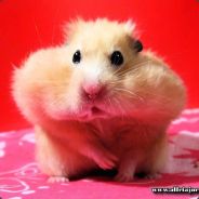 Chamster Knife *Master*