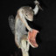 nuts