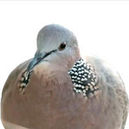 lgbt跨性别非裔女权素食