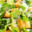 Cesar Salad