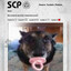 SCP Cachorro Chupetão