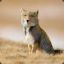 TibetanFox