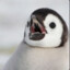 Pendguin