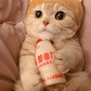 我要养猫！