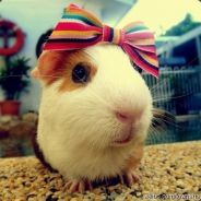 Quando Quando Quando