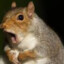 ♿A_Chunky_Squirrel♿