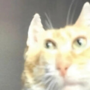 刘畅是铭主人的小狗